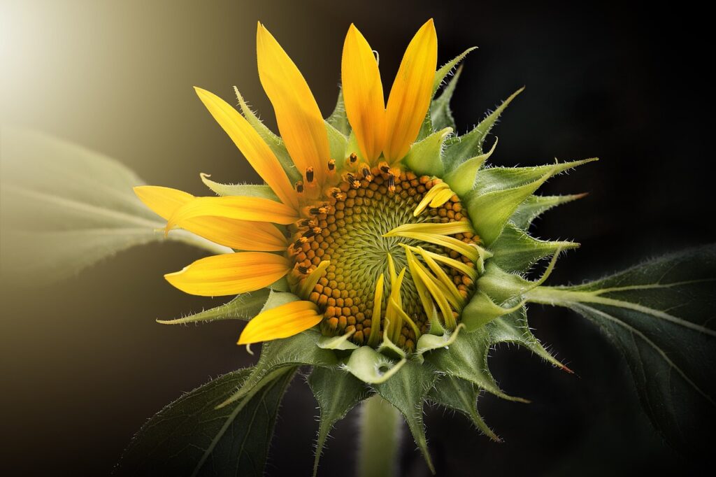 sunflower, flower wallpaper, nature-3113318.jpg